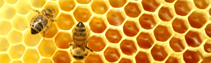 De honingbij anders bekeken